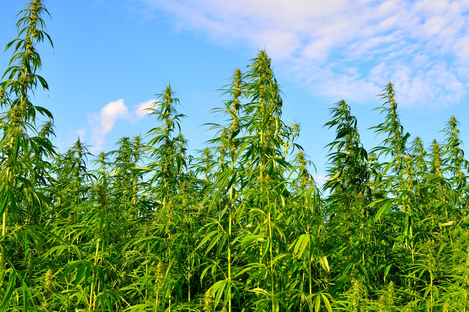 Hemp plants in outdoor field